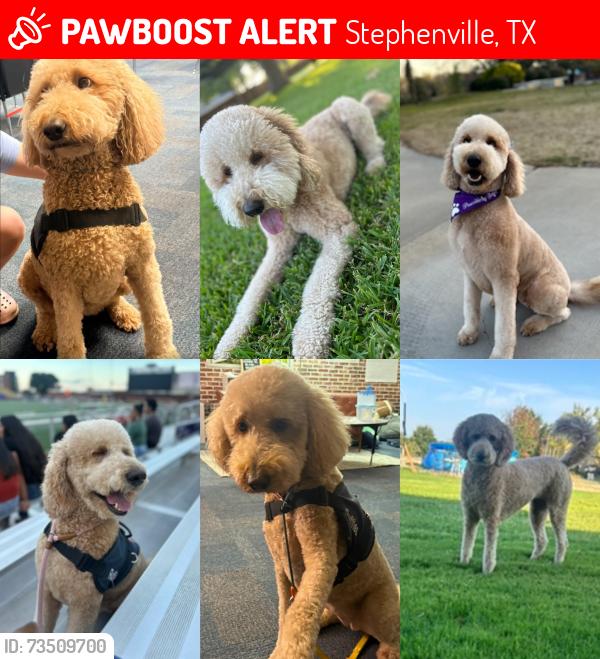 Lost Female Dog last seen Hwy 281 north, Stephenville, TX 76401