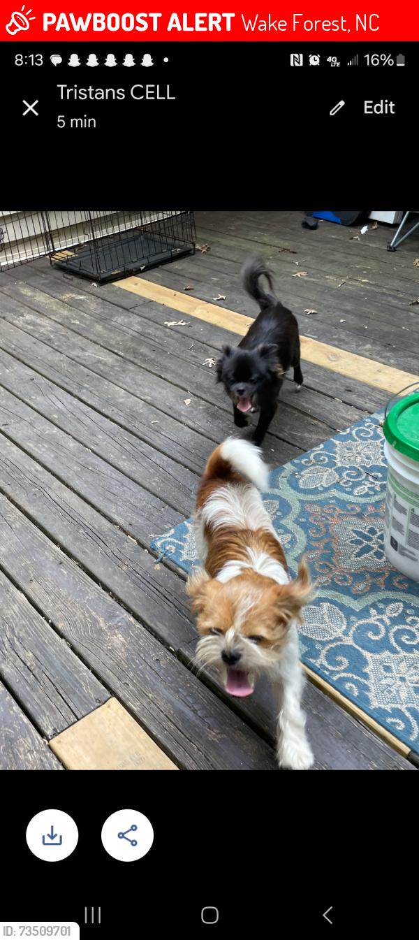 Lost Male Dog last seen Durham rd, Wake Forest, NC 27587