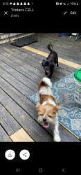 Lost Male Dog last seen Durham rd, Wake Forest, NC 27587