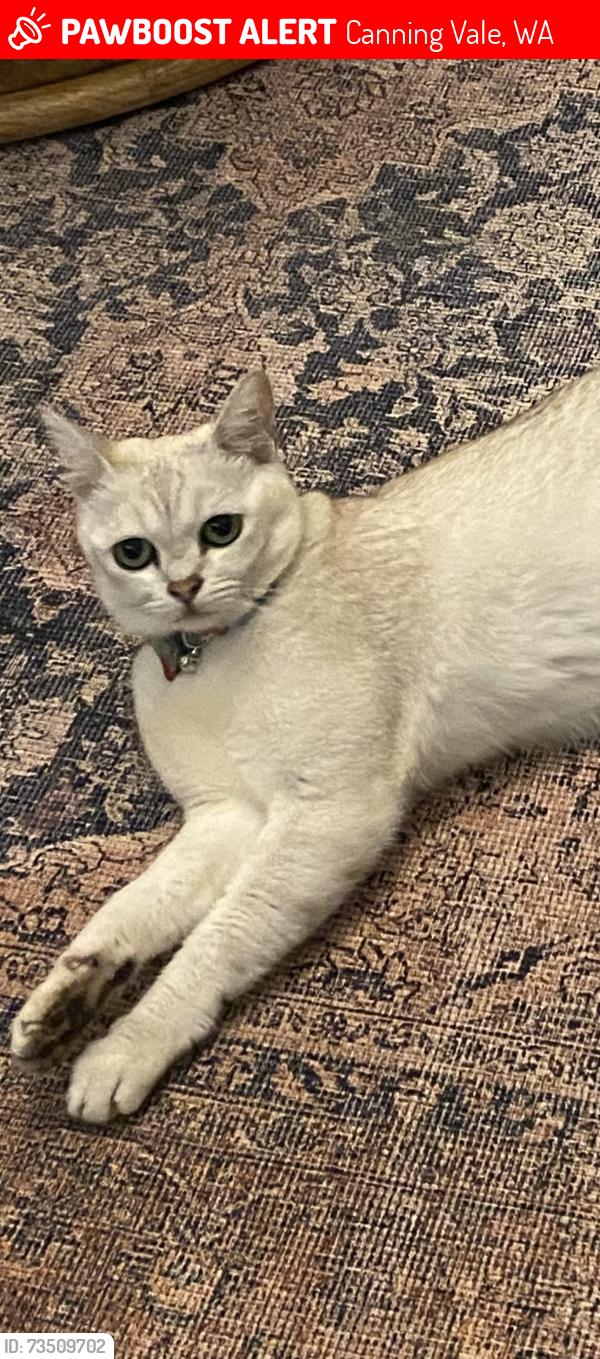 Lost Male Cat last seen Tontara avenue, Canning Vale, WA 6155