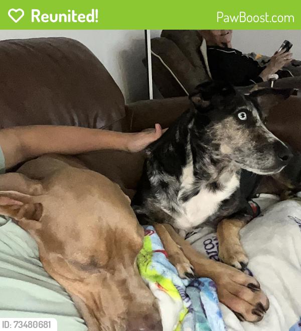 Reunited Male Dog last seen Louisiana st a, Manvel, TX 77578