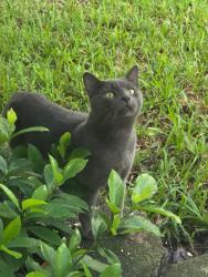 Found/Stray Unknown Cat last seen 54th St and 20th Ave N, St. Petersburg, FL 33710