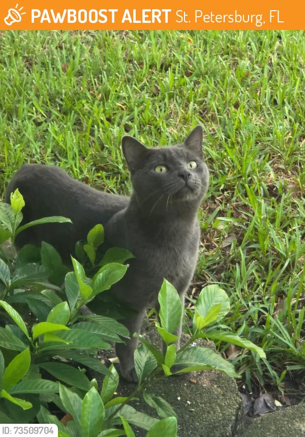 Found/Stray Unknown Cat last seen 54th St and 20th Ave N, St. Petersburg, FL 33710