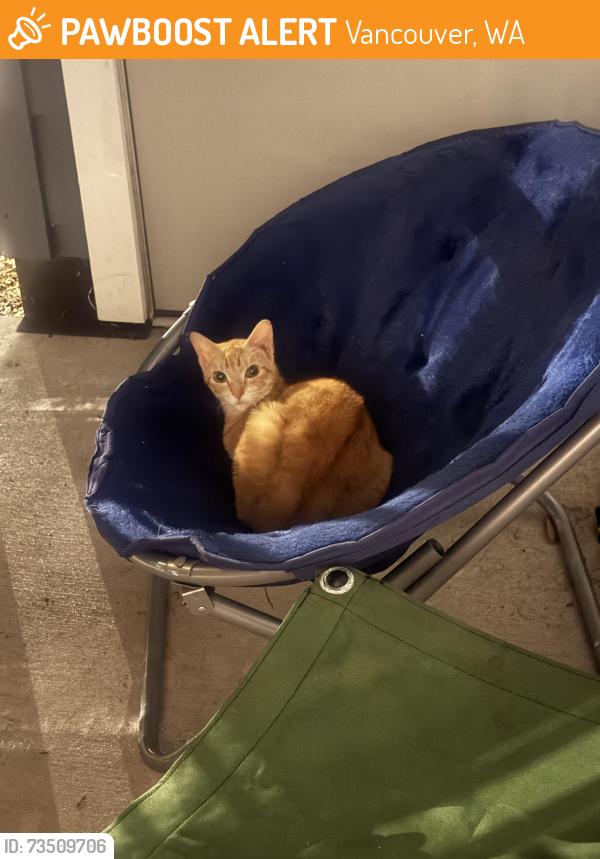 Found/Stray Unknown Cat last seen ellsworth Elementary School, Vancouver, WA 98664