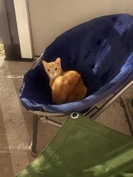 Found/Stray Unknown Cat last seen ellsworth Elementary School, Vancouver, WA 98664