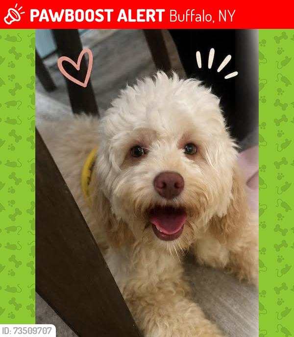 Lost Male Dog last seen Ontario st, Buffalo, NY 14207
