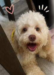 Lost Male Dog last seen Ontario st, Buffalo, NY 14207