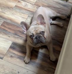 Lost Male Dog last seen Rawls Chuch Rd and Rawls Club Rd, Harnett County, NC 27526