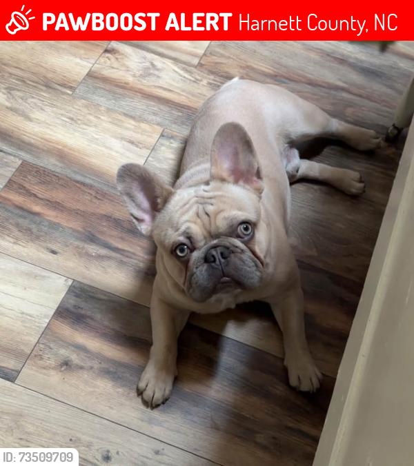 Lost Male Dog last seen Rawls Chuch Rd and Rawls Club Rd, Harnett County, NC 27526