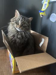 Reunited Male Cat last seen University ave, Green Bay, WI 54302