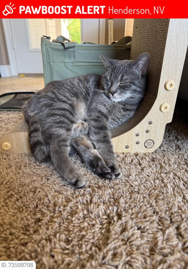Lost Female Cat last seen Stephanie and Trail Canyon Drive, Henderson, NV 89074