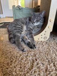 Lost Female Cat last seen Stephanie and Trail Canyon Drive, Henderson, NV 89074