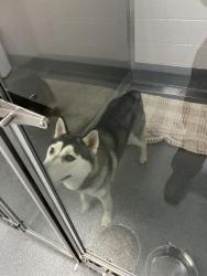 Shelter Stray Female Dog last seen Near, 5001 E Raymond St, Indianapolis, IN 46203, USA
