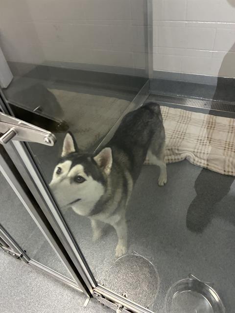 Shelter Stray Female Dog last seen Near, 5001 E Raymond St, Indianapolis, IN 46203, USA