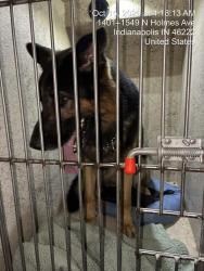 Shelter Stray Male Dog last seen Near, 5001 E Raymond St, Indianapolis, IN 46203, USA