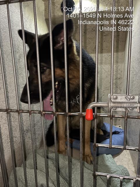 Shelter Stray Male Dog last seen Near, 5001 E Raymond St, Indianapolis, IN 46203, USA