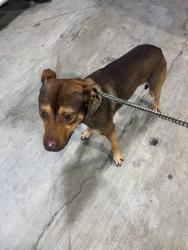 Shelter Stray Male Dog last seen Near BLOCK NE 164TH ST, 3599 NW 79th Ave, Doral, FL 33122, USA