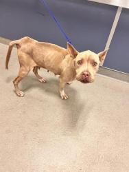 Shelter Stray Female Dog last seen Near BLOCK NW 6 AVE, 3599 NW 79th Ave, Doral, FL 33122, USA