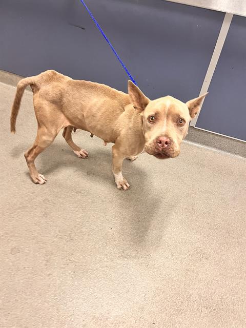 Shelter Stray Female Dog last seen Near BLOCK NW 6 AVE, 3599 NW 79th Ave, Doral, FL 33122, USA