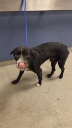 Shelter Stray Male Dog last seen Near BLOCK NW 17TH AVE, 3599 NW 79th Ave, Doral, FL 33122, USA