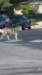 Reunited Unknown Dog last seen Indians and 89 th. Chatham chicago, Chicago, IL 60619
