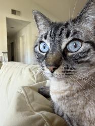 Lost Female Cat last seen Kitridge, Mission Viejo, CA 92692