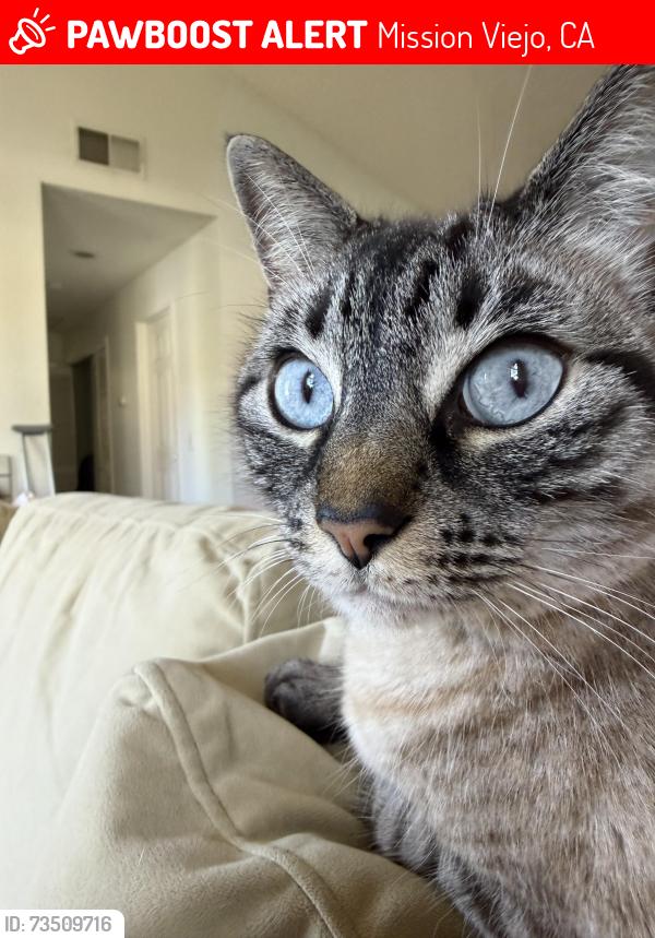 Lost Female Cat last seen Kitridge, Mission Viejo, CA 92692