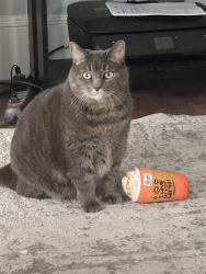 Lost Female Cat last seen Corner of Faison Avenue & Isham St., Fayetteville, NC 28304