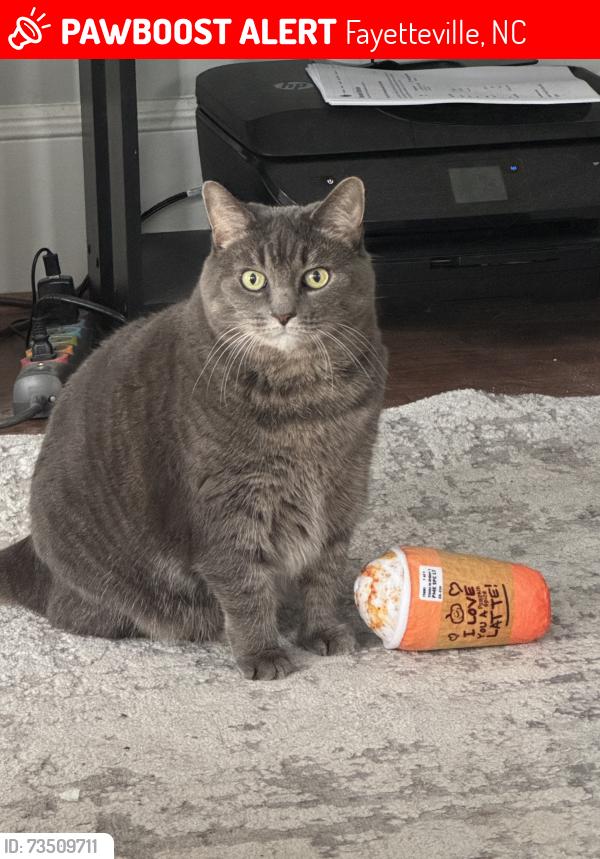 Lost Female Cat last seen Corner of Faison Avenue & Isham St., Fayetteville, NC 28304