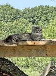 Reunited Male Cat last seen Wilemon, First Baptist Church Maypearl, Maypearl, TX 76064