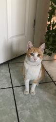Lost Female Cat last seen Olive and Fairmont ave, San Diego, CA 92105