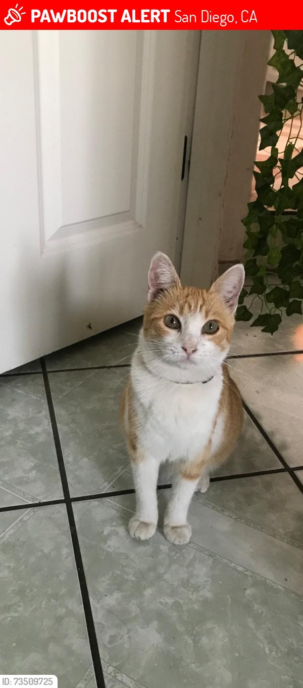 Lost Female Cat last seen Olive and Fairmont ave, San Diego, CA 92105