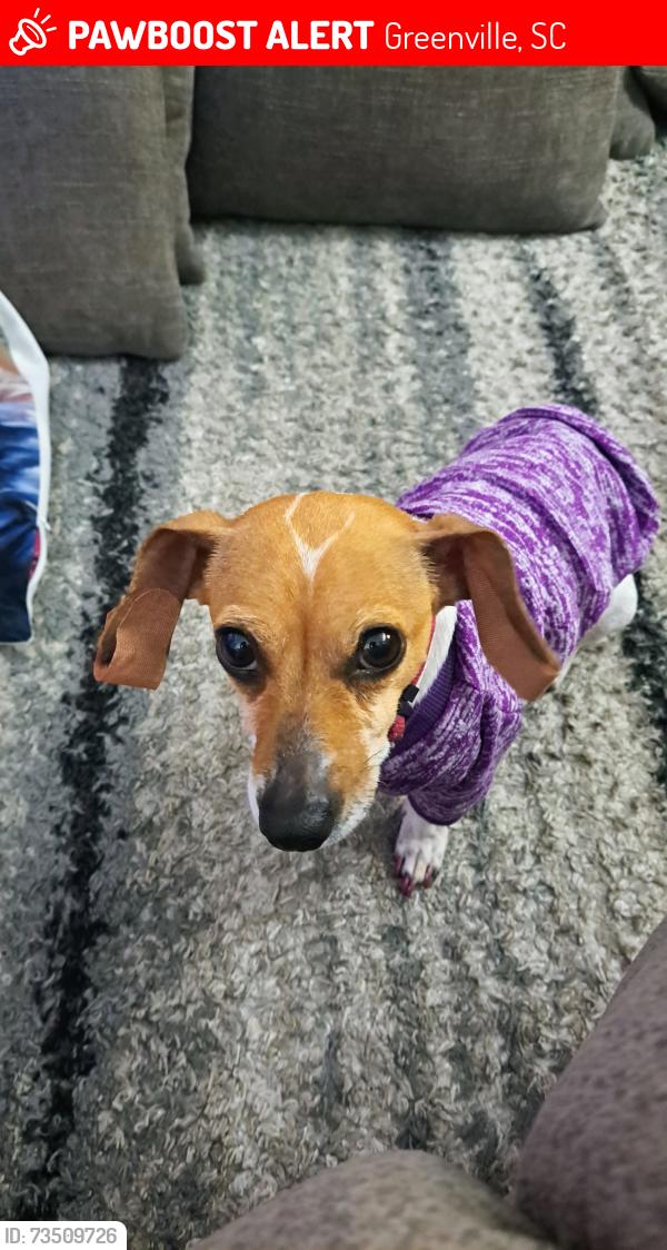 Lost Female Dog last seen Mcadoo, Greenville, SC 29607