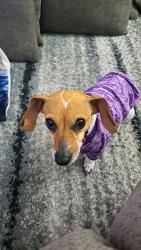Lost Female Dog last seen Mcadoo, Greenville, SC 29607