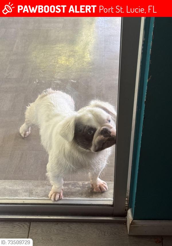 Lost Male Dog last seen near se shelter & maxwell, Port St. Lucie, FL 34952