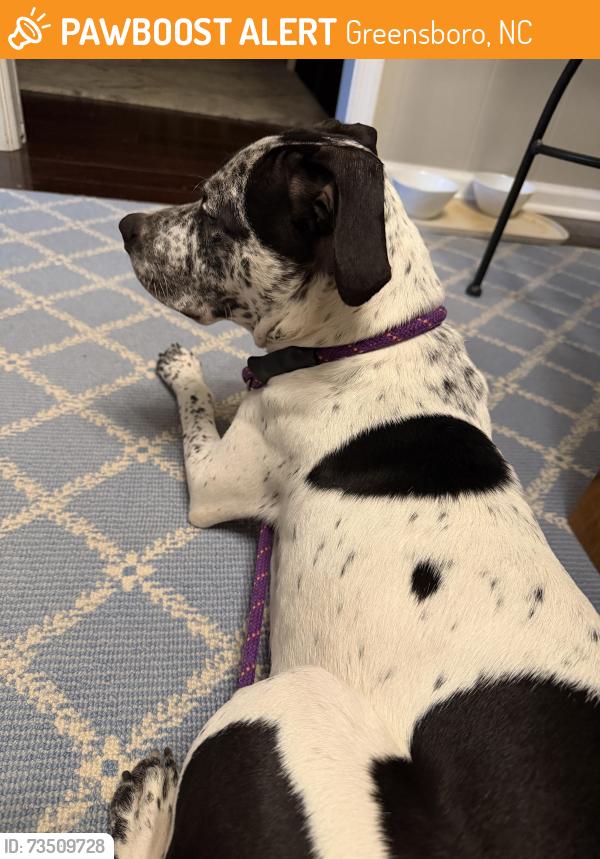 Found/Stray Male Dog last seen Golden Gate Elm St area, Greensboro, NC 27405