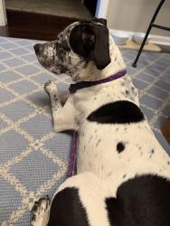 Found/Stray Male Dog last seen Golden Gate Elm St area, Greensboro, NC 27405