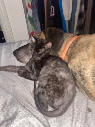 Lost Male Cat last seen Highbridge rd, Schenectady, NY 12303