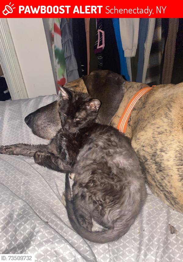 Lost Male Cat last seen Highbridge rd, Schenectady, NY 12303