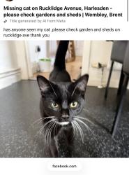 Lost Male Cat last seen Harlesden, Greater London, England 