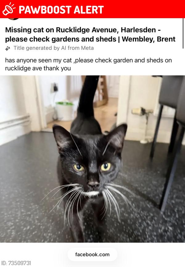 Lost Male Cat last seen Harlesden, Greater London, England 