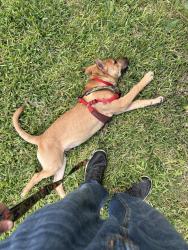 Lost Male Dog last seen Ramsgate st and Clifton Forge, San Antonio, TX 78230
