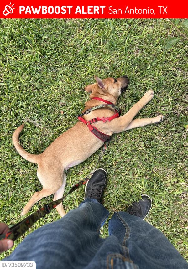 Lost Male Dog last seen Ramsgate st and Clifton Forge, San Antonio, TX 78230