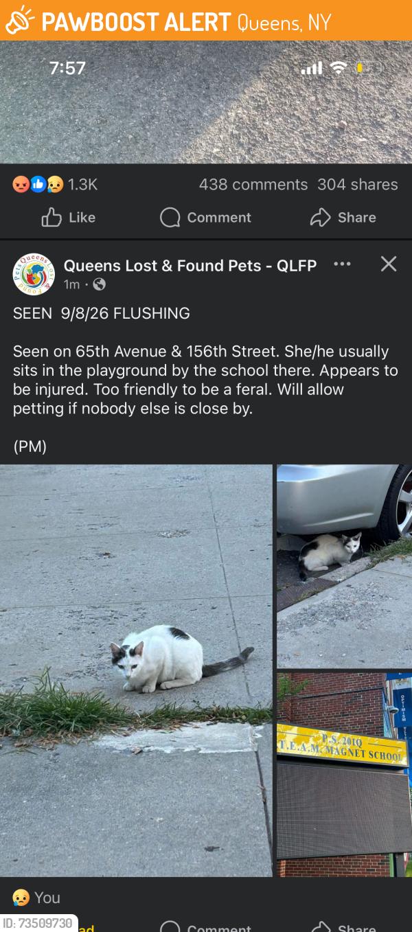 Found/Stray Unknown Cat last seen Near P.S. 201Q parking lot, Queens, NY 11367