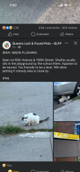 Found/Stray Unknown Cat last seen Near P.S. 201Q parking lot, Queens, NY 11367