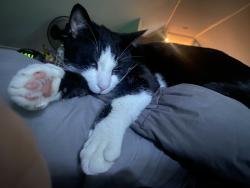 Lost Male Cat last seen Highbridge Rd, Schenectady, NY 12303