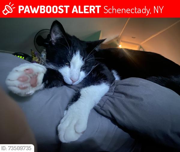 Lost Male Cat last seen Highbridge Rd, Schenectady, NY 12303