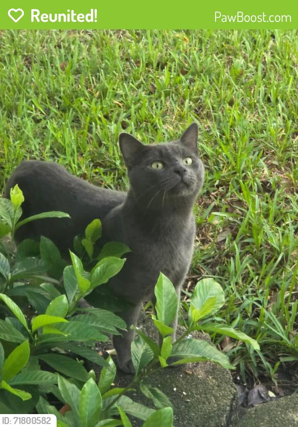 Reunited Unknown Cat last seen 55th St N and 20th Ave. N, St. Petersburg, FL 33710
