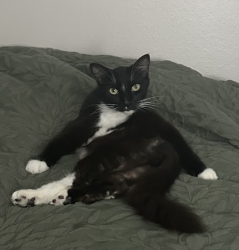 Shelter Stray Male Cat last seen Palm Avenue, San Diego, CA, 92154, 5500 Gaines St, San Diego, CA 92110, USA