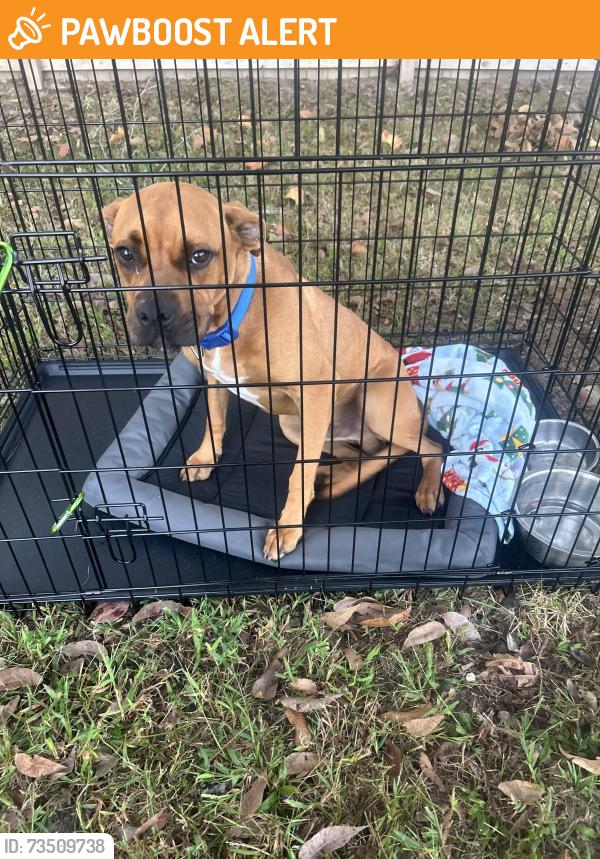 Found/Stray Male Dog last seen Smith Rd, Smithfield, Nc, Usa, Johnston County, NC 27520